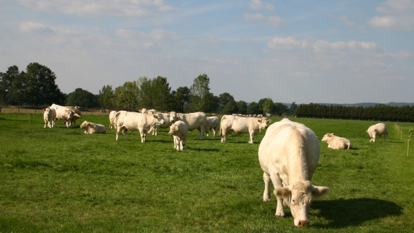 Viande bovine : bientôt un observatoire de la contractualisation