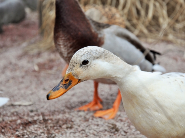 Influenza aviaire : Vers une expérimentation sur les reproducteurs