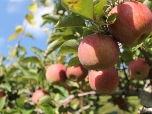 Pommes / poires : l'ANPP confirme les moindres récoltes en 2021
