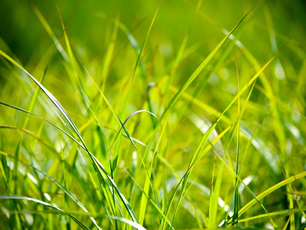 Des températures favorables à la pousse de l’herbe