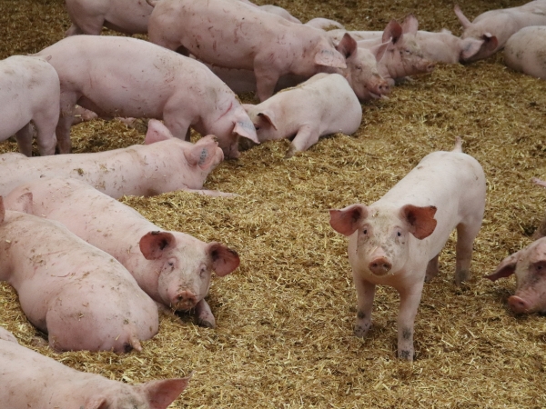 Production porcine : prise en charge des pertes économiques