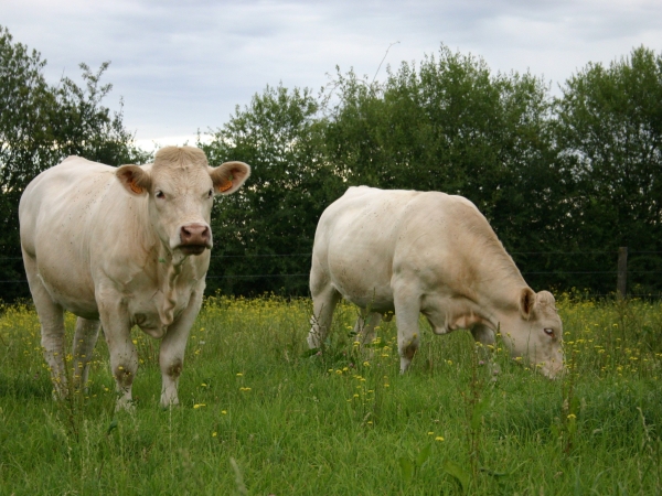 Aide bovine : quels changements et à quelle date faire la déclaration ?