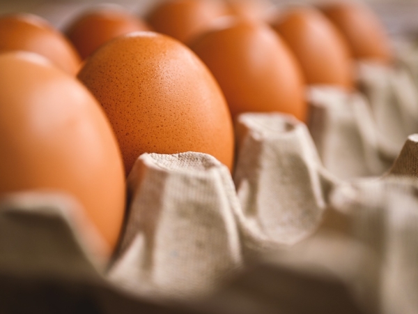  L’œuf, produit populaire et ingrédient à tout faire