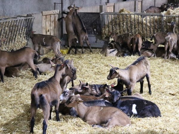 Accompagner l’installation en élevage caprin et prévenir des risques