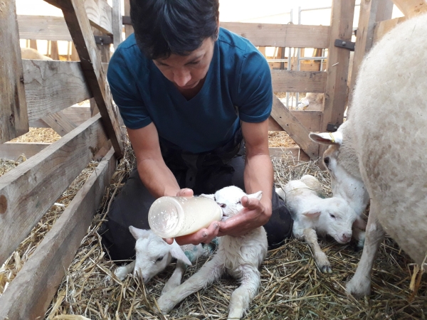 Prévenir les maladies infectieuses chez les agneaux