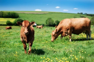 Mesures miroirs : un consensus se dégage en Europe 