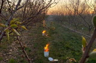 L’heure du bilan en Aura après le gel 