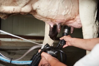 Vers une hausse des coûts de production du lait