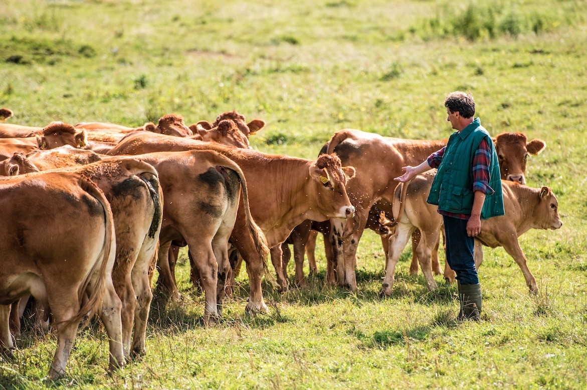 L’élevage de ruminants perd ses forces vives