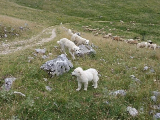 Statut des chiens de troupeau : un projet de loi à l’automne