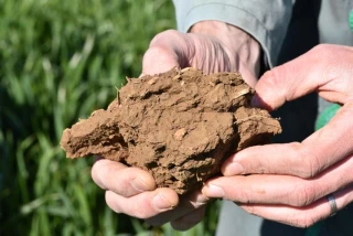 Appréhender le cycle de l’azote pour améliorer la fertilité des sols