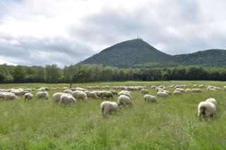 La transhumance des troupeaux reconnue par l'Uneso