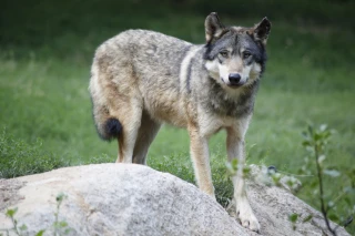 Loup : le cercle zéro redéfini