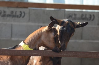 L’association de production régionale de chevreaux sur les rails