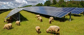 Agrivoltaïsme : le décret est enfin publié au Journal officiel 