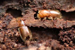 Forêts : un plan contre les scolytes