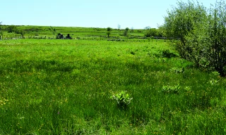 Prairies sensibles : des solutions en vue pour les éleveurs 