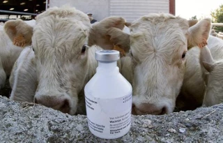 Top départ pour la vaccination contre la FCO-3 