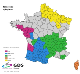 FCO : la propagation du sérotype 3 se poursuit 