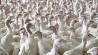 Influenza aviaire : la France reperd son statut indemne