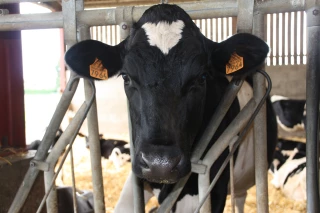 La fièvre aphteuse commence à se propager en Europe de l’Est 