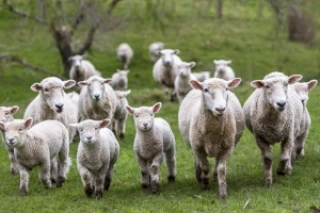 Un premier cas sur un mouton détecté au Royaume-Uni 