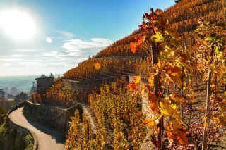 Les côtes-du-rhône septentrionales visent l’inscription à l’Unesco