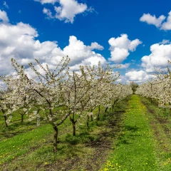 La production de cerises devrait augmenter de 6 %