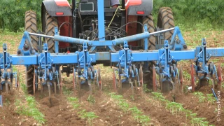 Comment gérer l’ambroisie dans les cultures de printemps