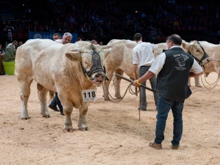 Un national charolais sur-mesure