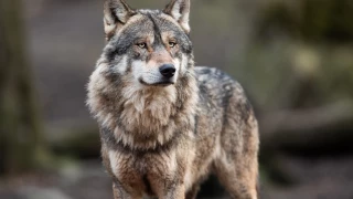 Quelles sont les conditions d'accès aux tirs de défense contre le loup ?