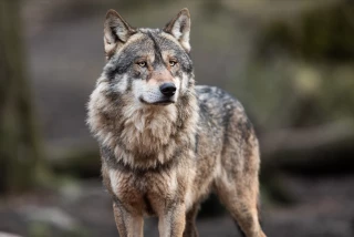 Quelles sont les conditions d'accès aux tirs de défense contre le loup ? 