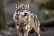 Quelles sont les conditions d'accès aux tirs de défense contre le loup ? 
