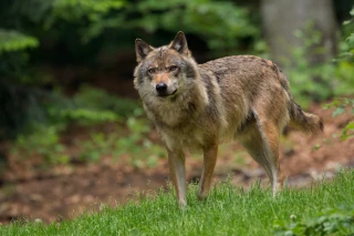 Pour la Fédération nationale ovine, le plan loup est un échec