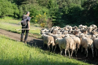 La FCO est toujours présente dans l’Hexagone