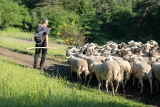 La production française ovine en forte baisse, la FNO veut relancer la filière