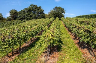 Viticulture : le Sénat appelle à un pacte de confiance entre producteurs et négociants