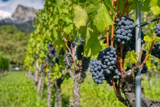 34 000 hectares de vignobles menacés : la filière réclame 200 millions d'euros d’aides