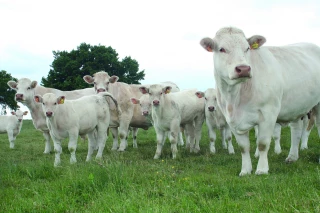 Comment renforcer le marché de la viande locale ? 