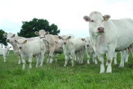 Comment renforcer le marché de la viande locale ? 