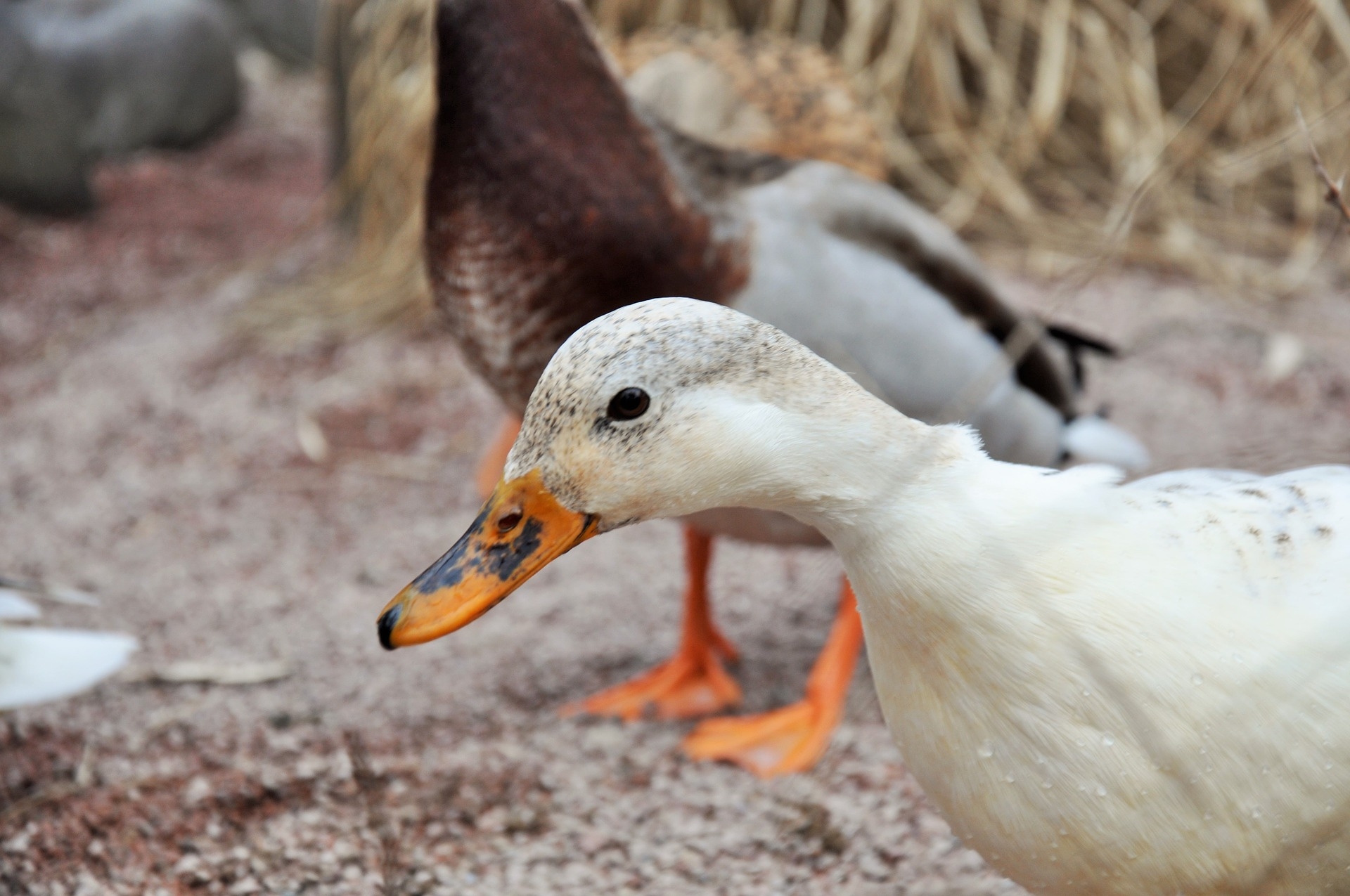 Influenza aviaire : Vers une expérimentation sur les reproducteurs