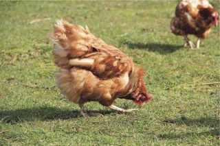 Poules pondeuses : un paysage régional très diversifié