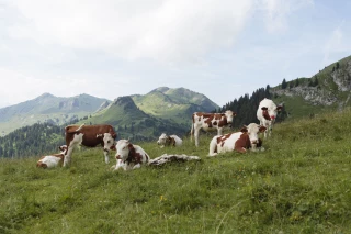 Dermatose nodulaire contagieuse : l’État apporte son aide pour gérer la descente d'estive