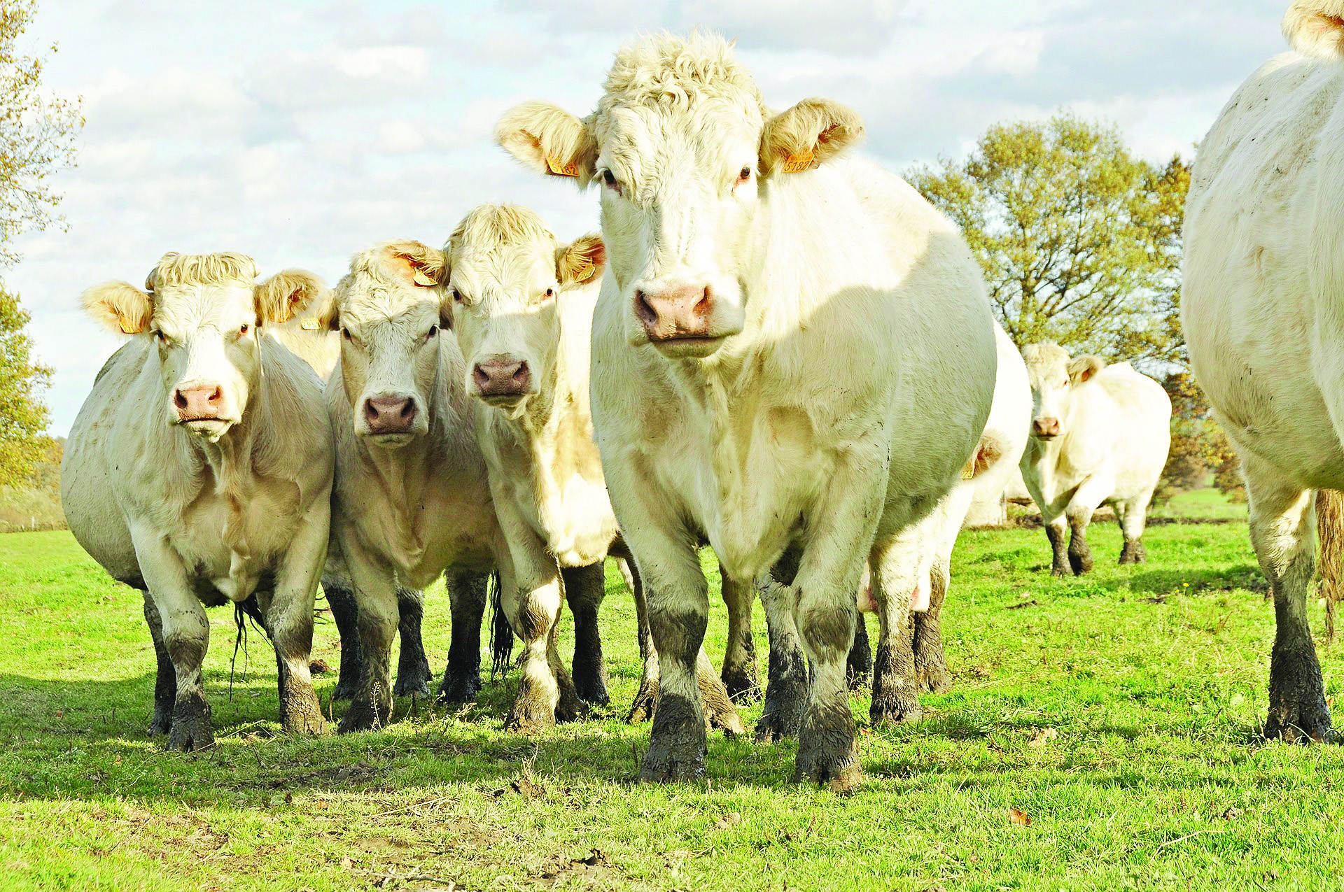 Viande de boeuf label rouge : où en sommes-nous en Aura ?