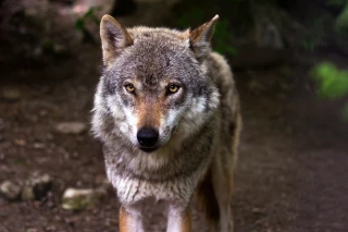 Loup : l’État simplifie les tirs de défense pour les éleveurs face à la hausse des attaques