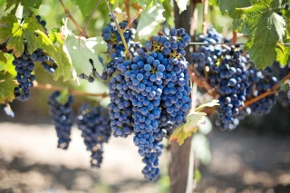 Vin : encore des marges de manœuvre pour le bio 