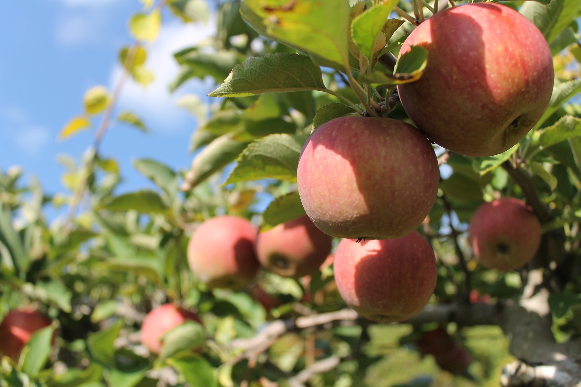 Pommes / poires : l'ANPP confirme les moindres récoltes en 2021