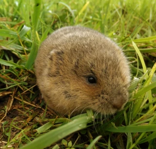Le campagnol terrestre, ce fléau des prairies