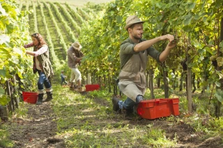 Travail saisonnier : « Une véritable valeur ajoutée »
