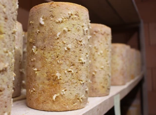 La fourme de Montbrison n'a pas terminé sa croissance